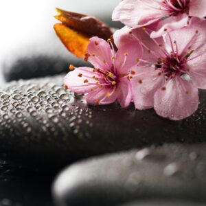 Beautiful pink Spa Flowers on Spa Hot Stones on Water Wet Backgr